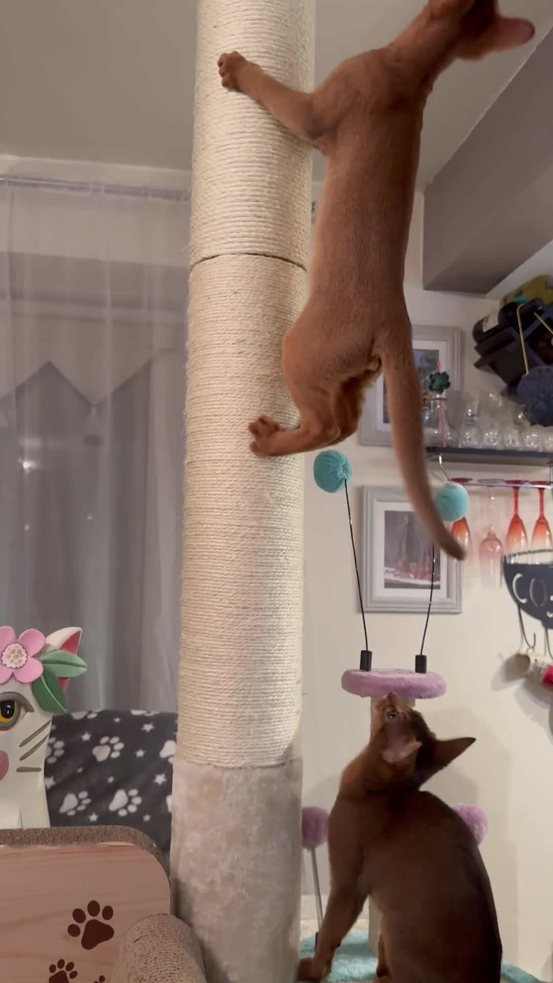 Abyssinian cats for sale: Abyssinian kittens looking for a new forever home - Video 1