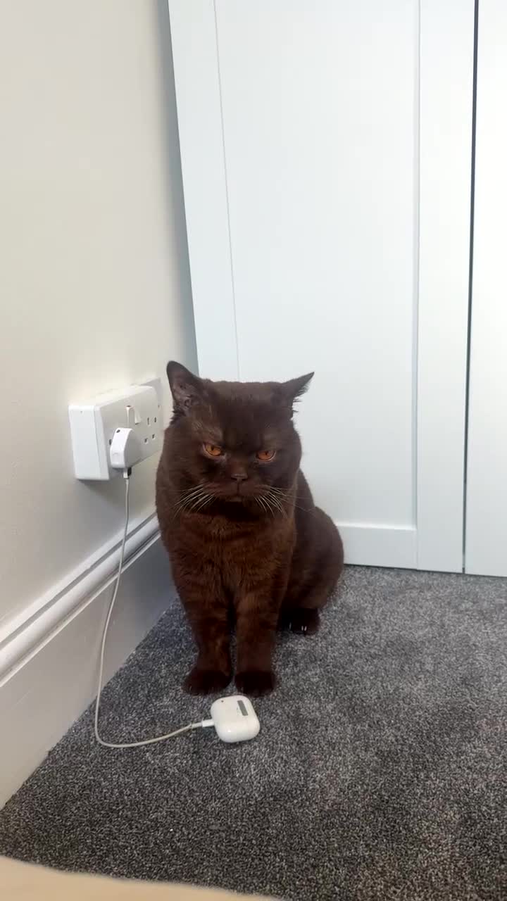 British Shorthair cats for stud: Pedigree GCCF Championship Chocolate BSH Stud - Video 1
