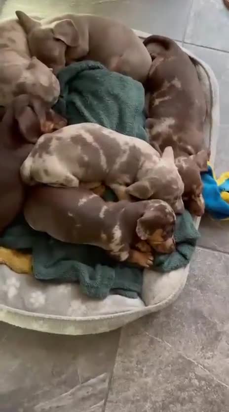 Miniature Dachshund dogs for sale: Beautiful Daches  - Video 1