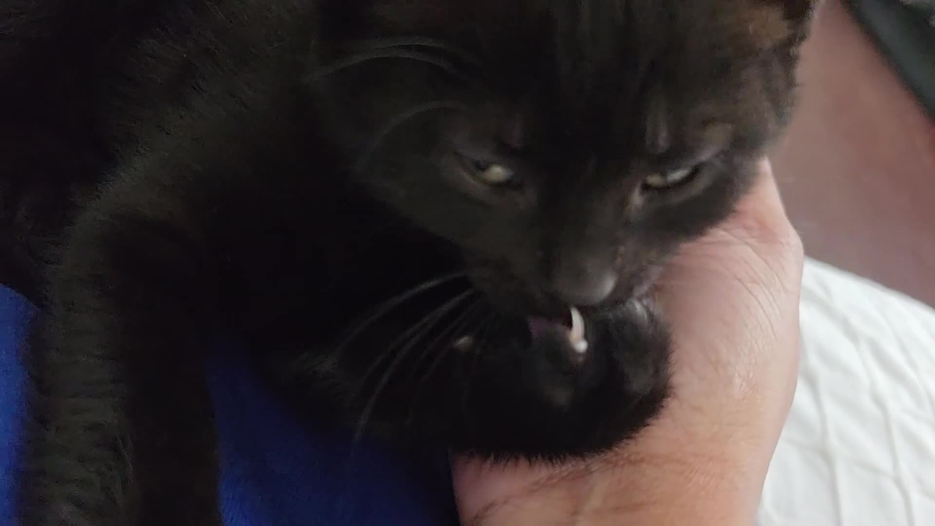 Mixed Breed cats for sale: Black Kitten - Video 1