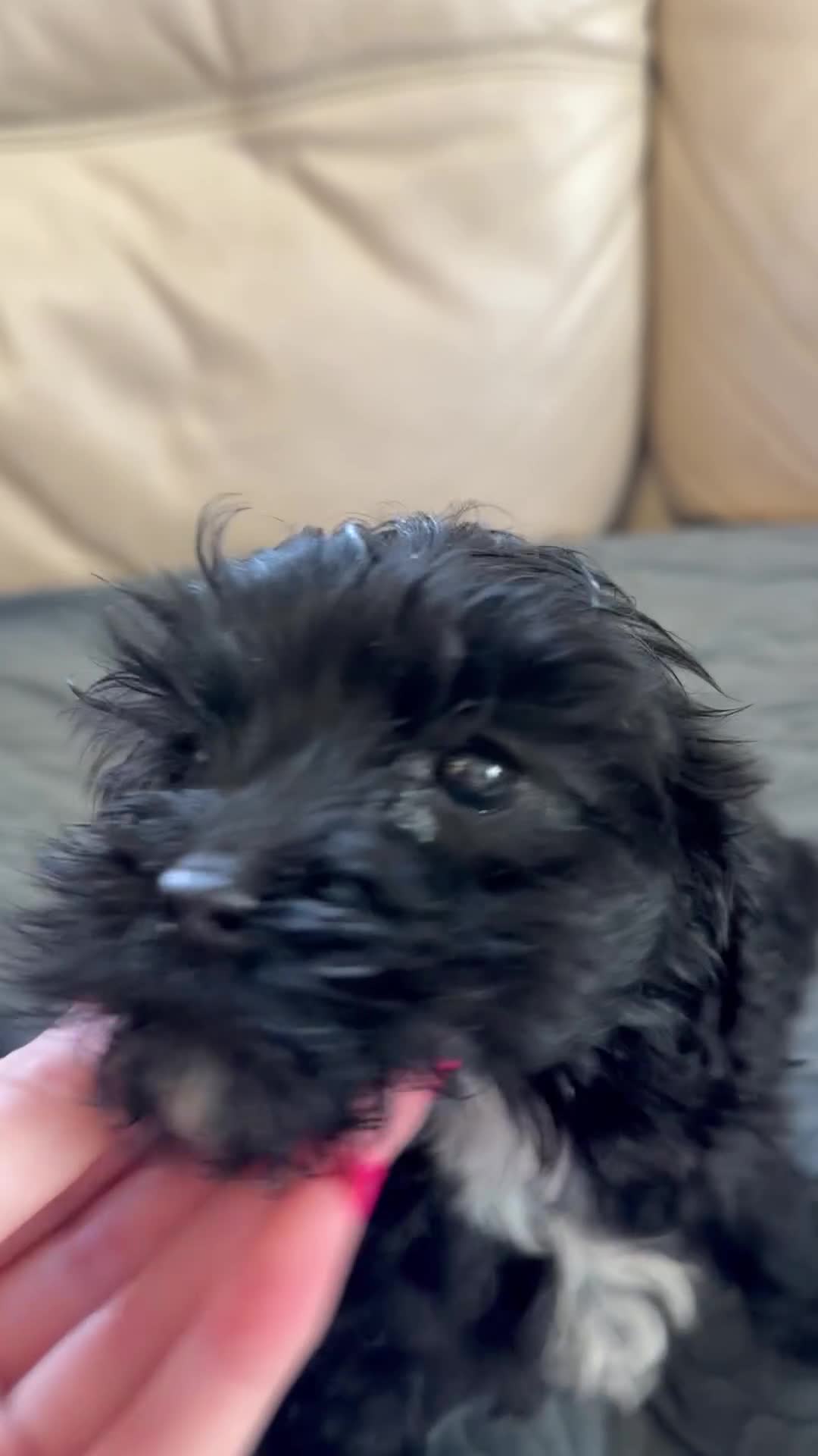 Cockapoo dogs for sale: Beautiful cockapoo puppies - Video 1