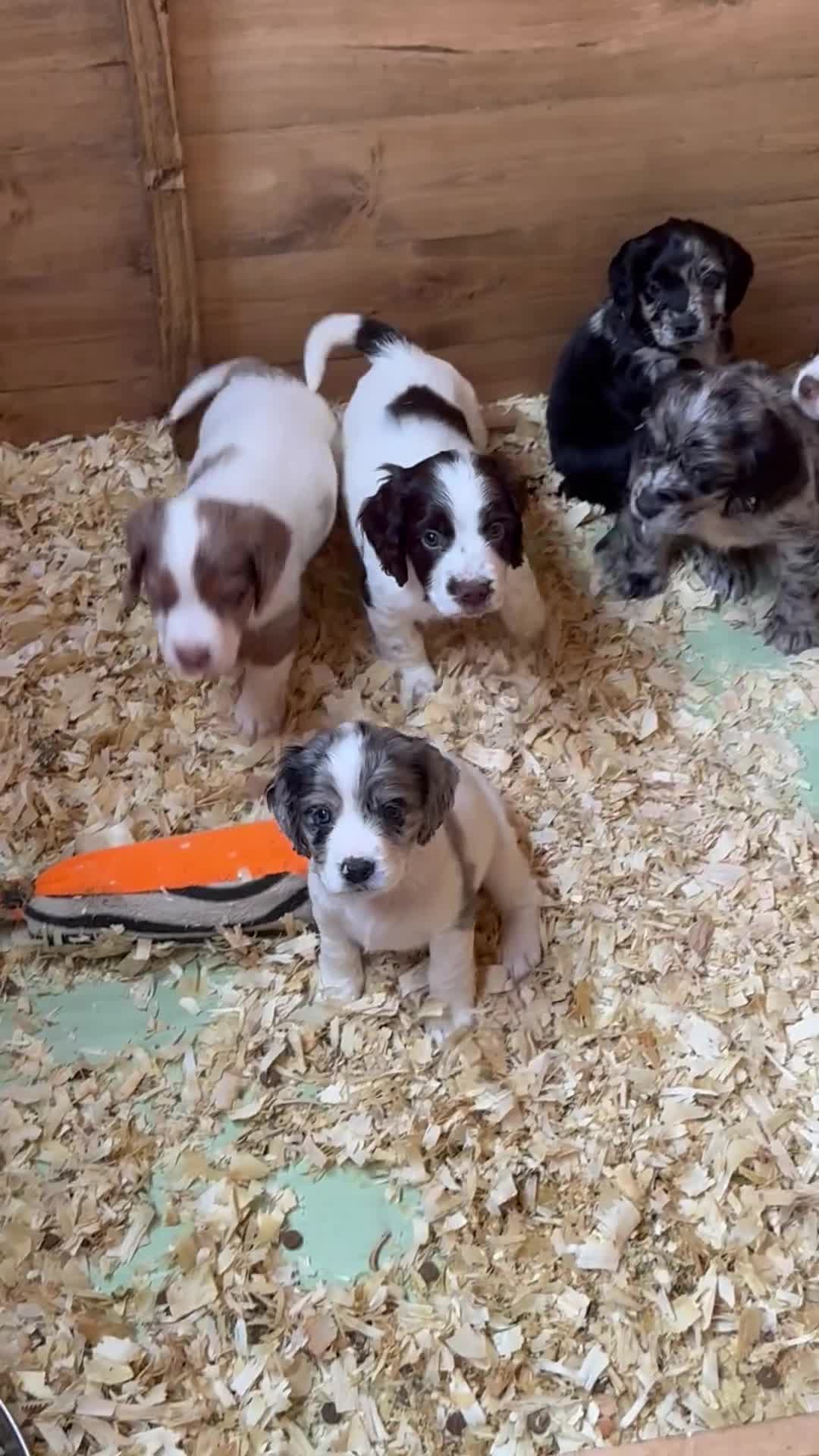 Cocker Spaniel dogs for sale: Cocker spaniel puppies (merle) for sale in Stourport-on-Severn - Video 1