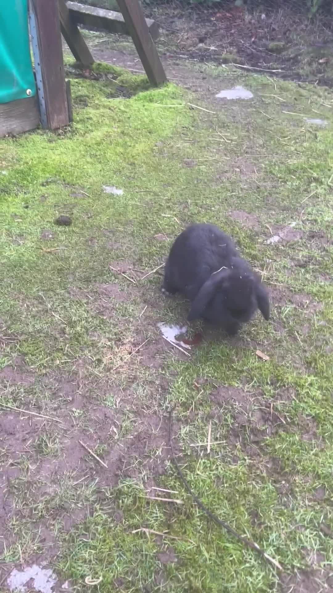 Mini Lop rabbits for sale: *1 left* - Video 1