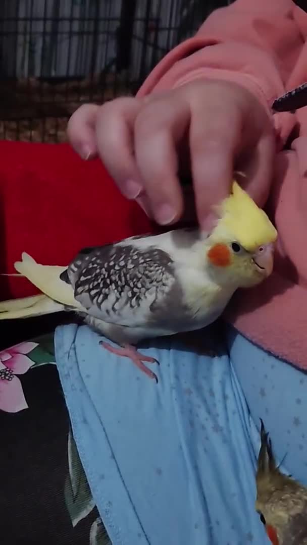 Cockatiels birds for sale: Hand reared silly tame DNA sexed baby cockatiels  - Video 3