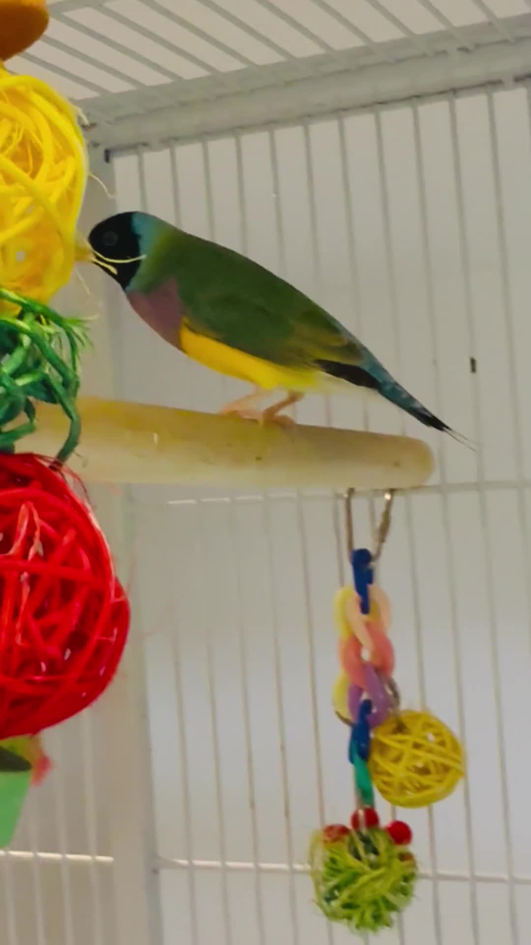 Finches birds for sale: 🐦 TOP QUALITY YOUNG MALE BLACKHEAD GOULDIANS — - Video 1