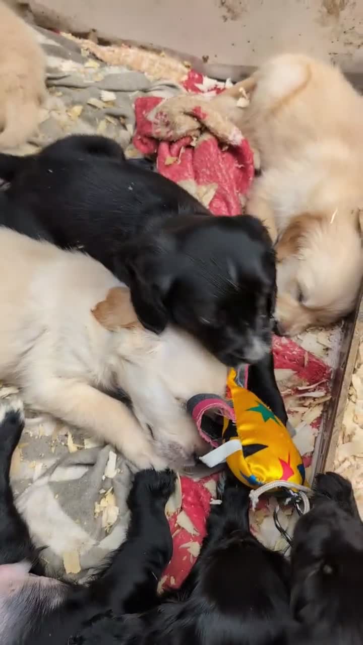 Mixed Breed dogs for sale: Golden spaniel  - Video 1