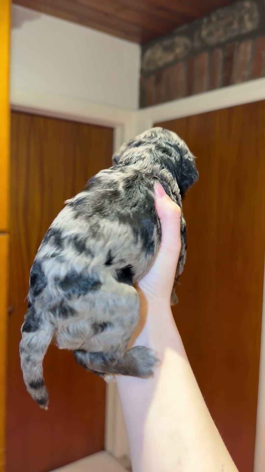 Cockapoo dogs for sale: Cockapoo pups for sale in Pontypool - Video 1