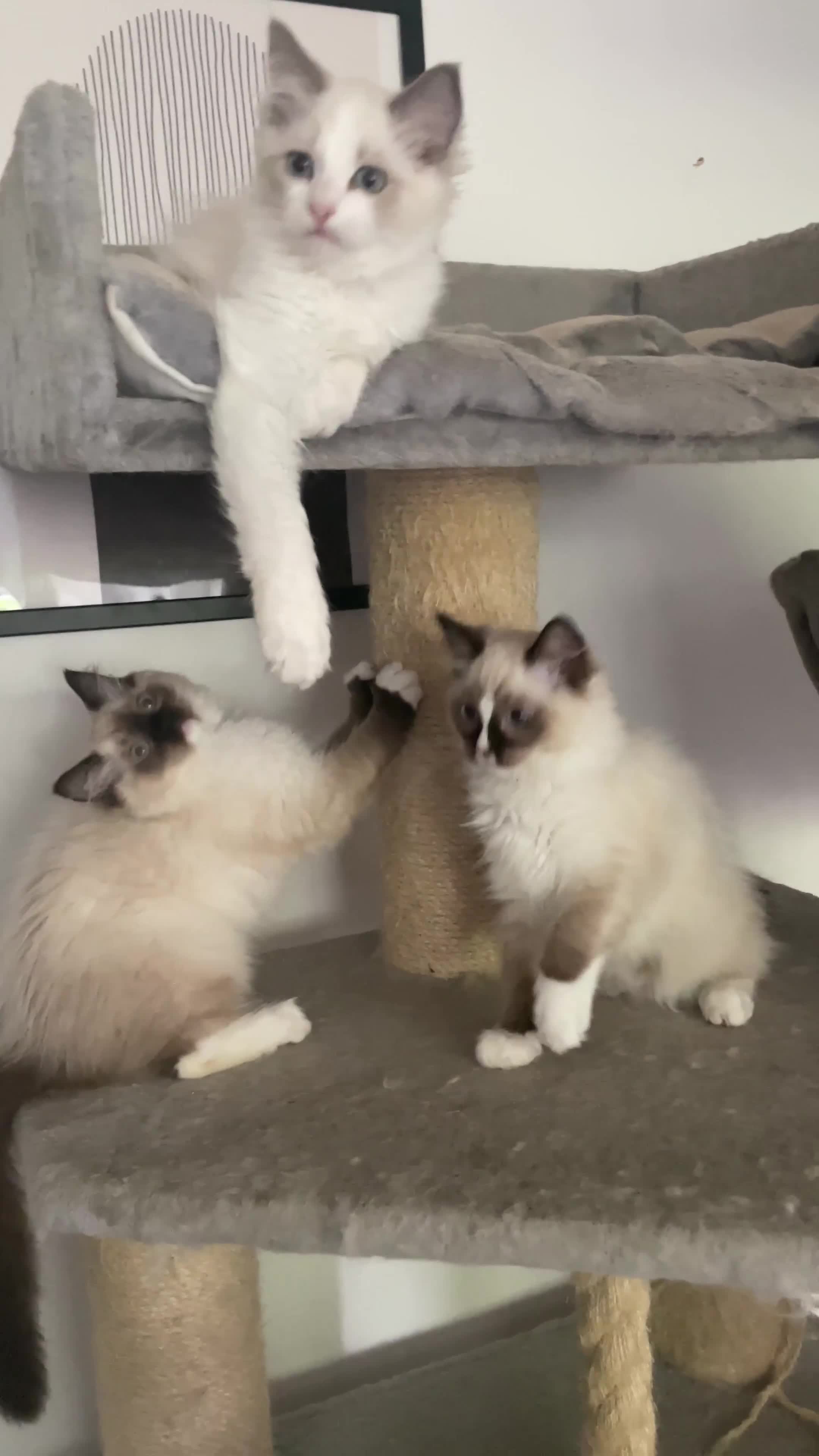 Ragdoll cats for sale: GCCF pedigreed ragdoll kittens READY TO LEAVE  - Video 1