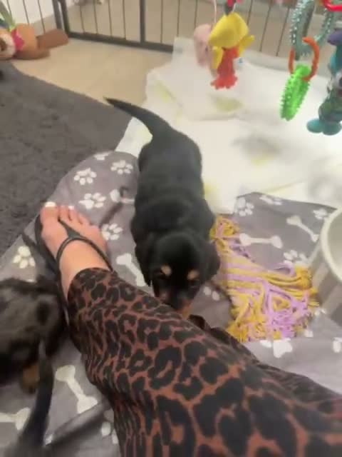 Miniature Dachshund dogs for sale: Beautiful miniatures  in Edinburgh - Video 3