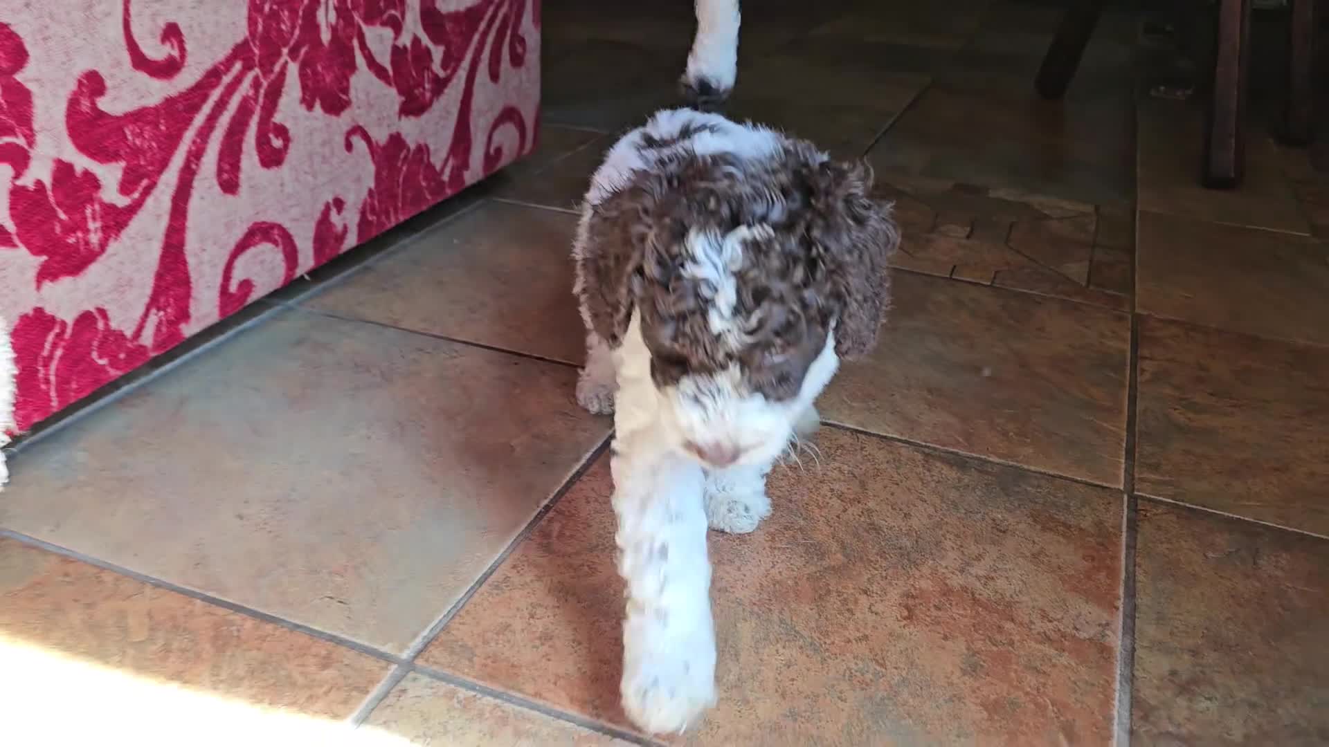 Cockapoo dogs for sale: F1b Cockapoos incl. Merle and Roans - Video 1