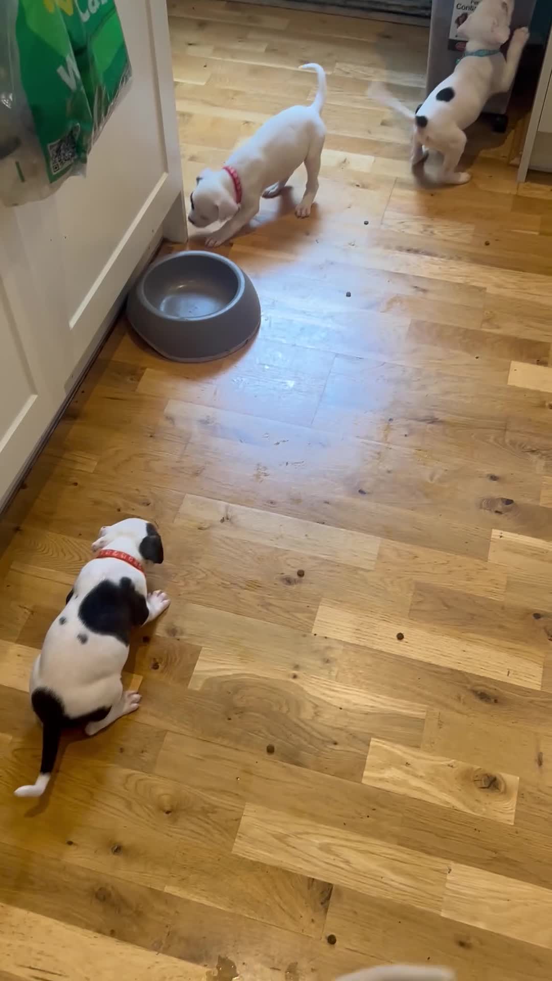 American Bulldog dogs for sale: American bulldog puppies  - Video 4