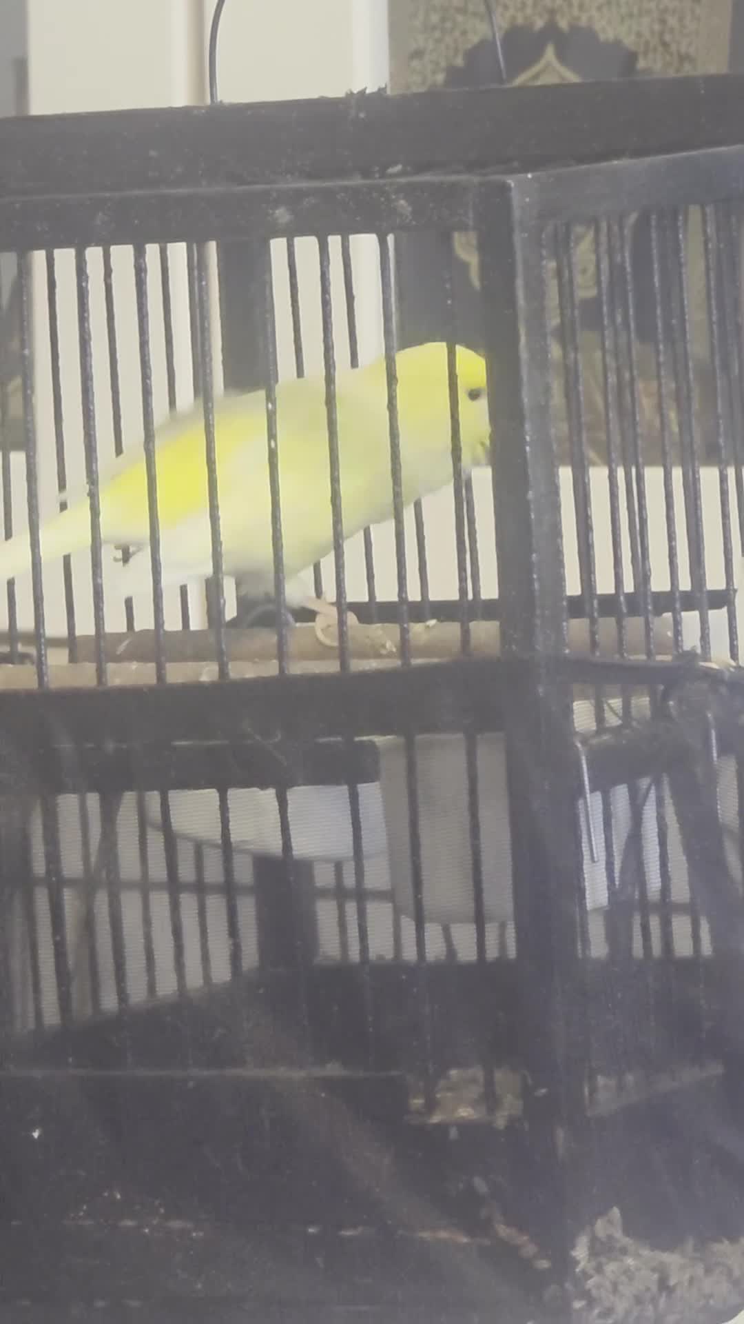 Chickens poultry for sale: Canaries,  canary  - Video 1