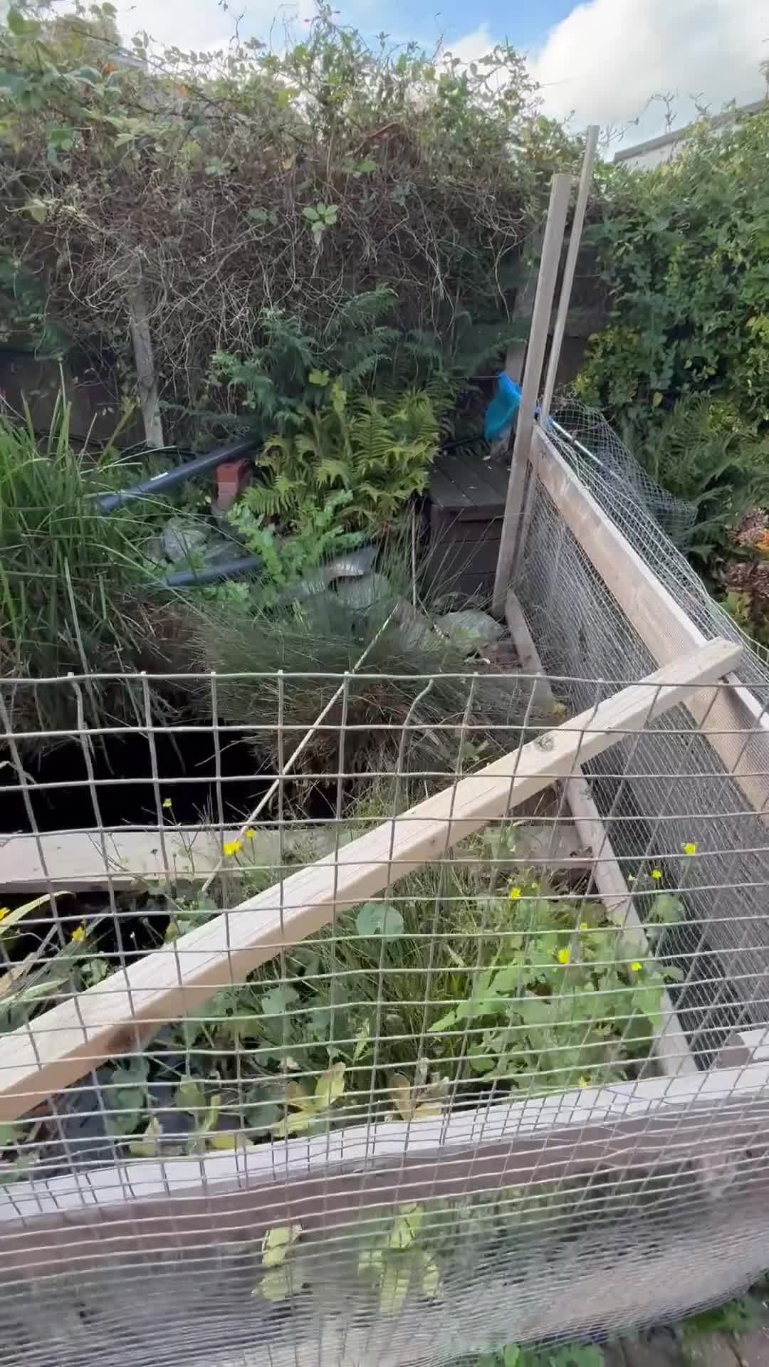 Catfish fish for sale: Pond and fish  for sale  in Waltham Cross - Video 2
