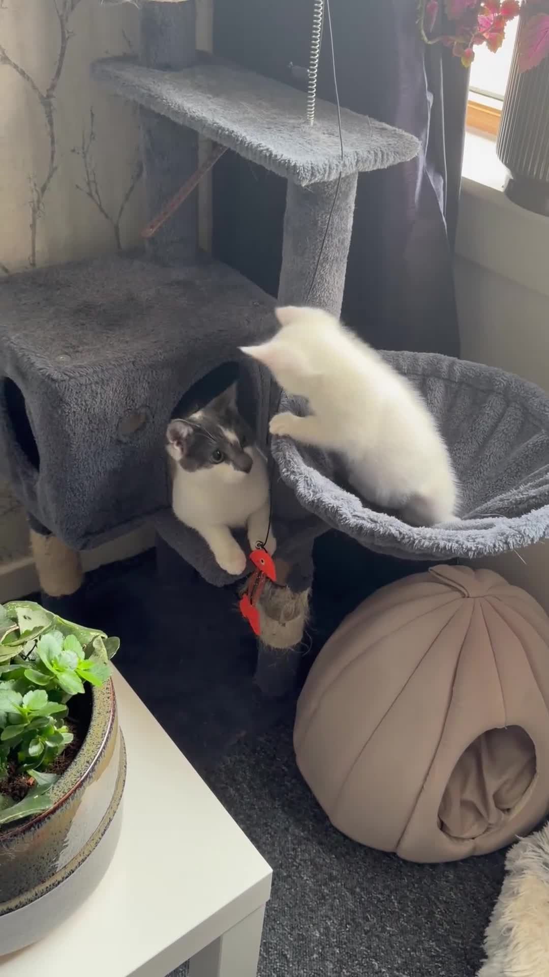Mixed Breed cats for sale: Beautiful Kittens  - Video 1