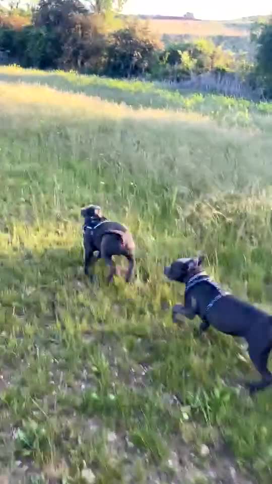 Staffordshire Bull Terrier dogs for sale: 6 month old male  - Video 3