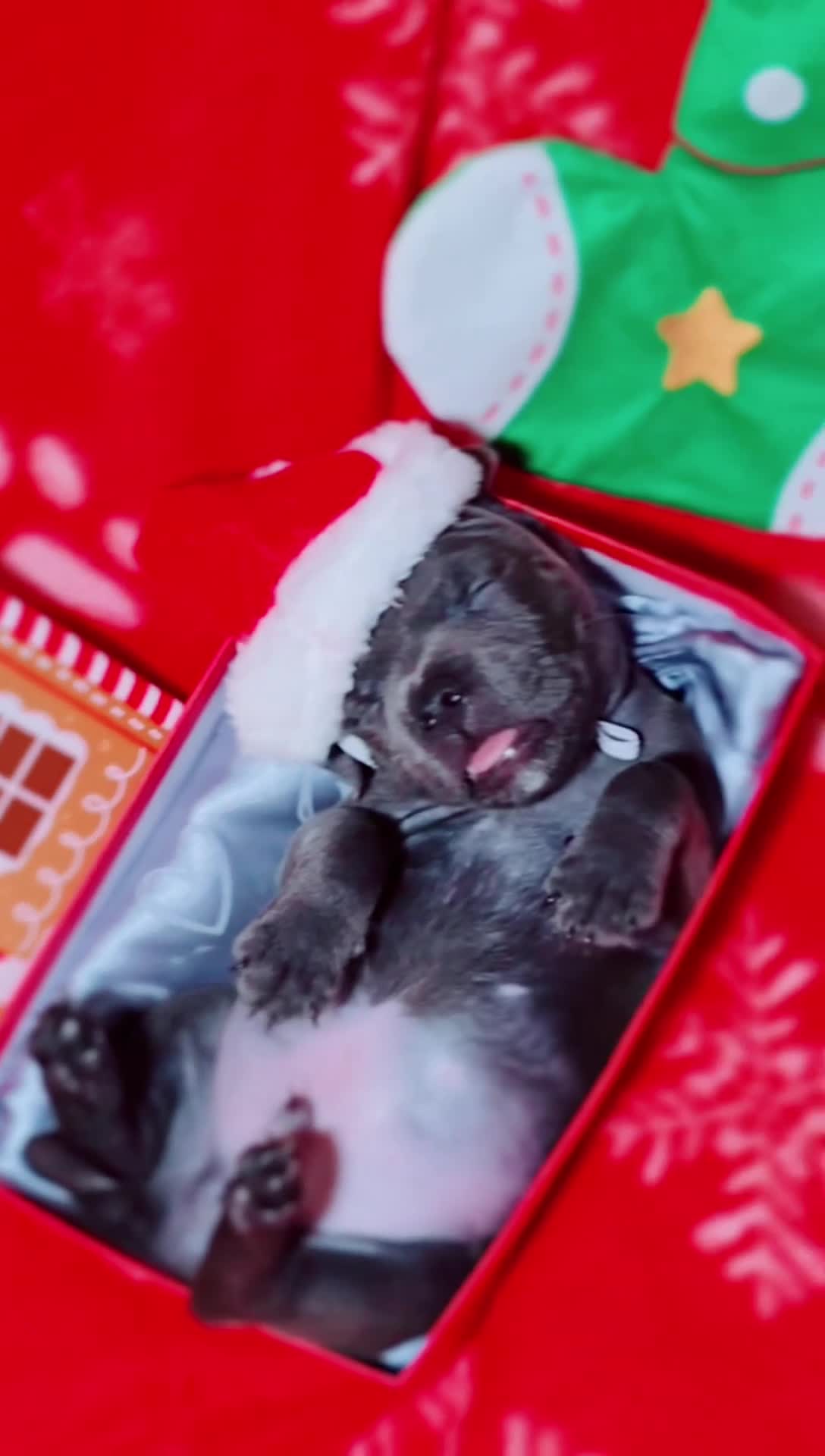 Staffordshire Bull Terrier dogs for sale: Staffordshire bull terrier  - Video 3