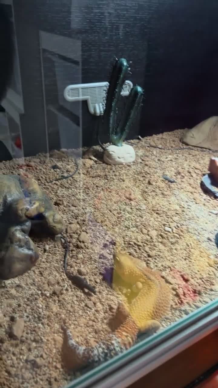 Leopard Gecko reptiles for sale: Leopard gecko  in Redcar - Video 1