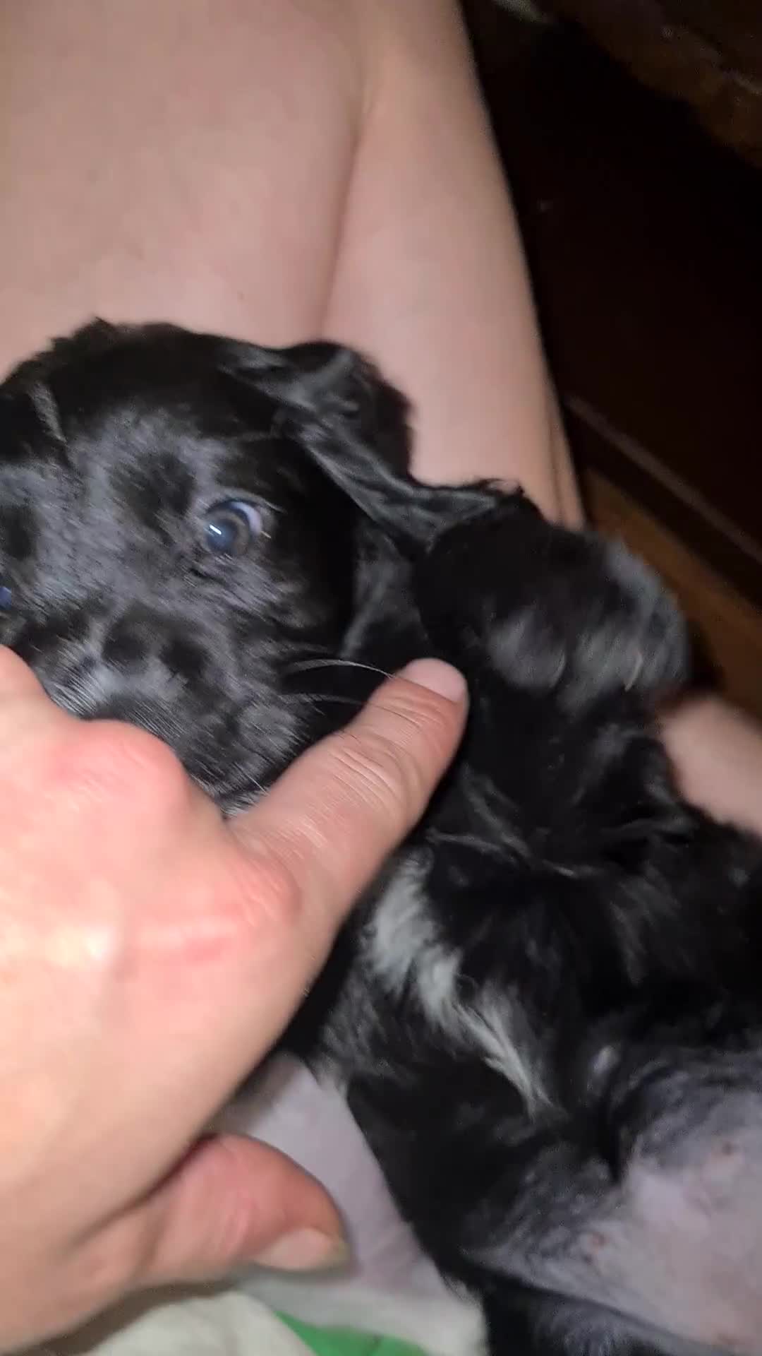 Cocker Spaniel dogs for sale: Cocker spaniel puppies due  - Video 3