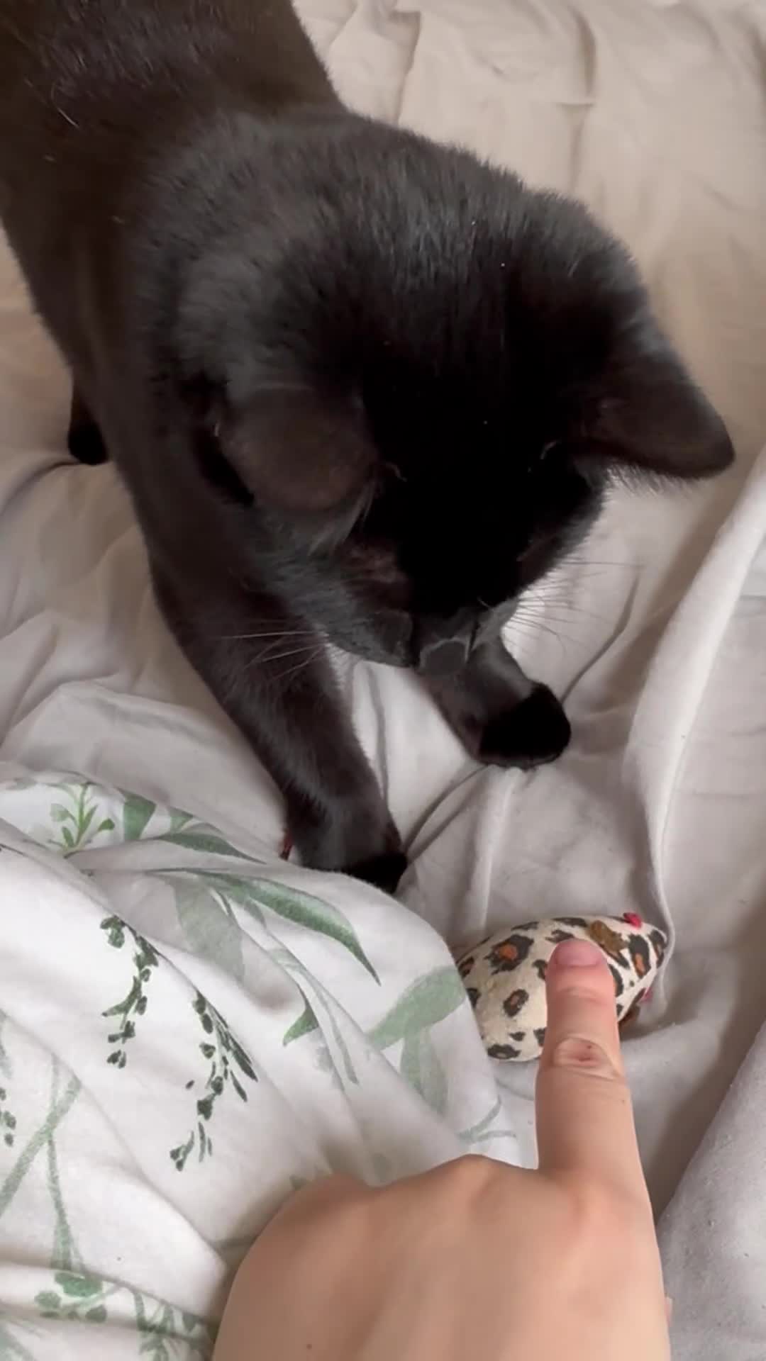 Domestic Shorthair cats for sale: Bonded sisters, please adopt together!  - Video 1