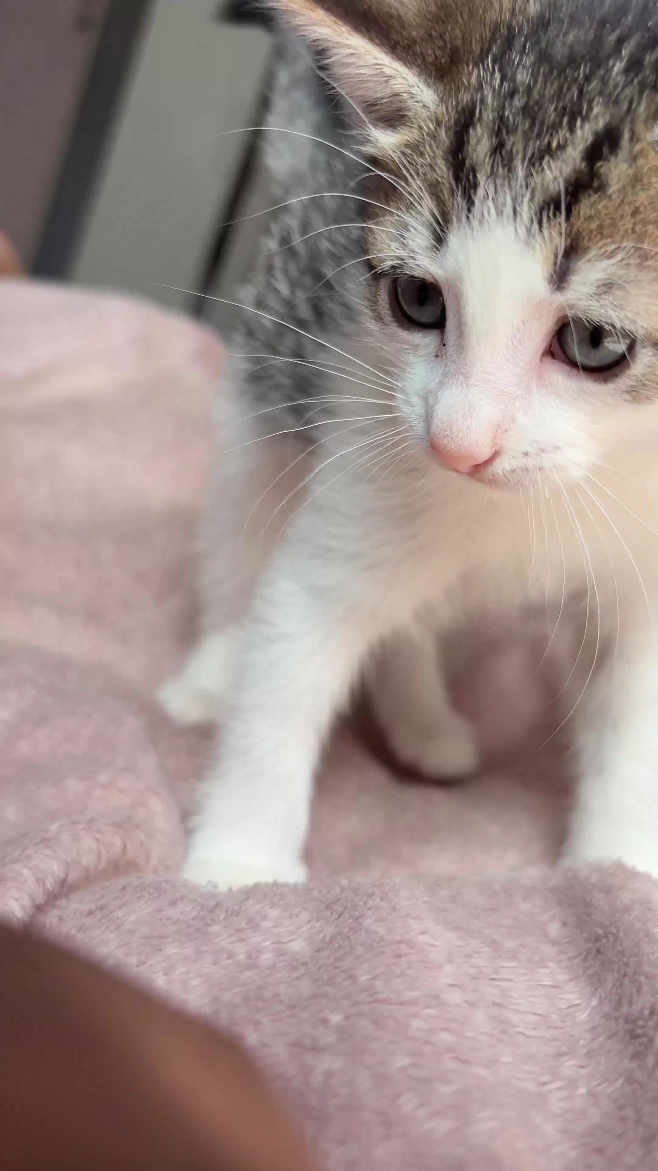 British Shorthair cats for sale: 2 male kittens for sale - Video 1