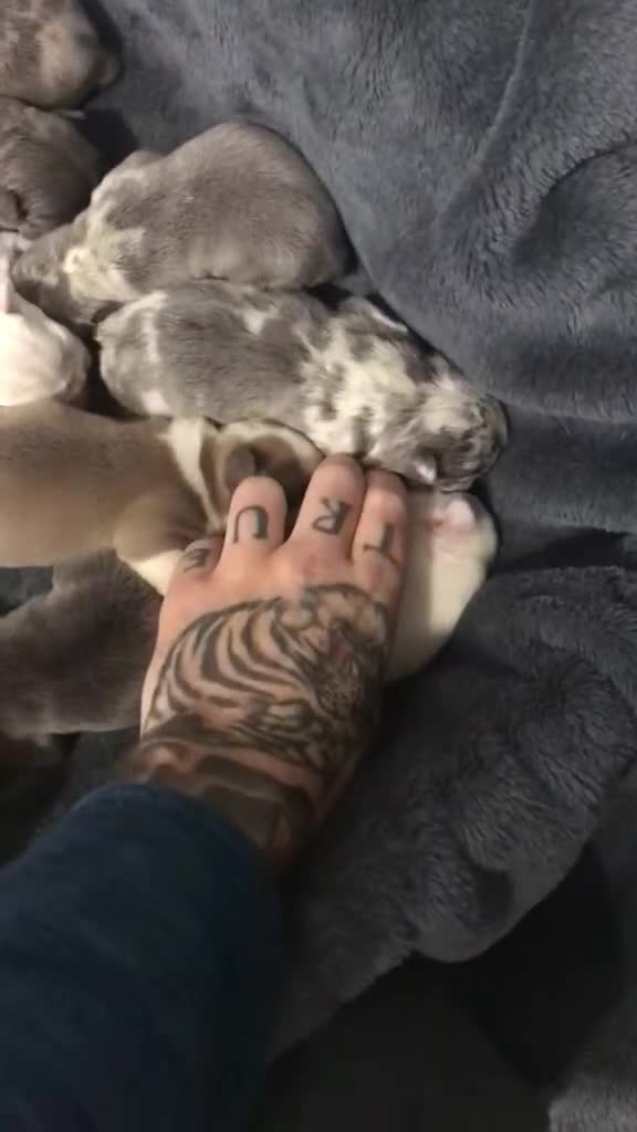 French Bulldog dogs for sale: French bulldog kc registered  - Video 1