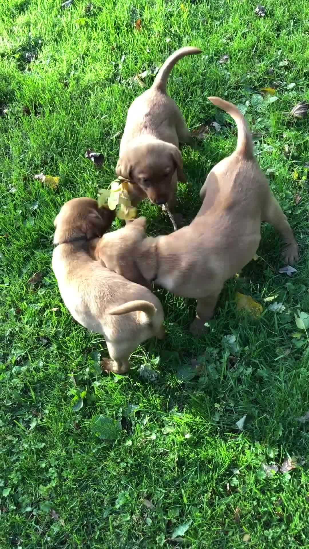 Goldador dogs for sale: Chunky red Goldadors, ready now  - Video 1