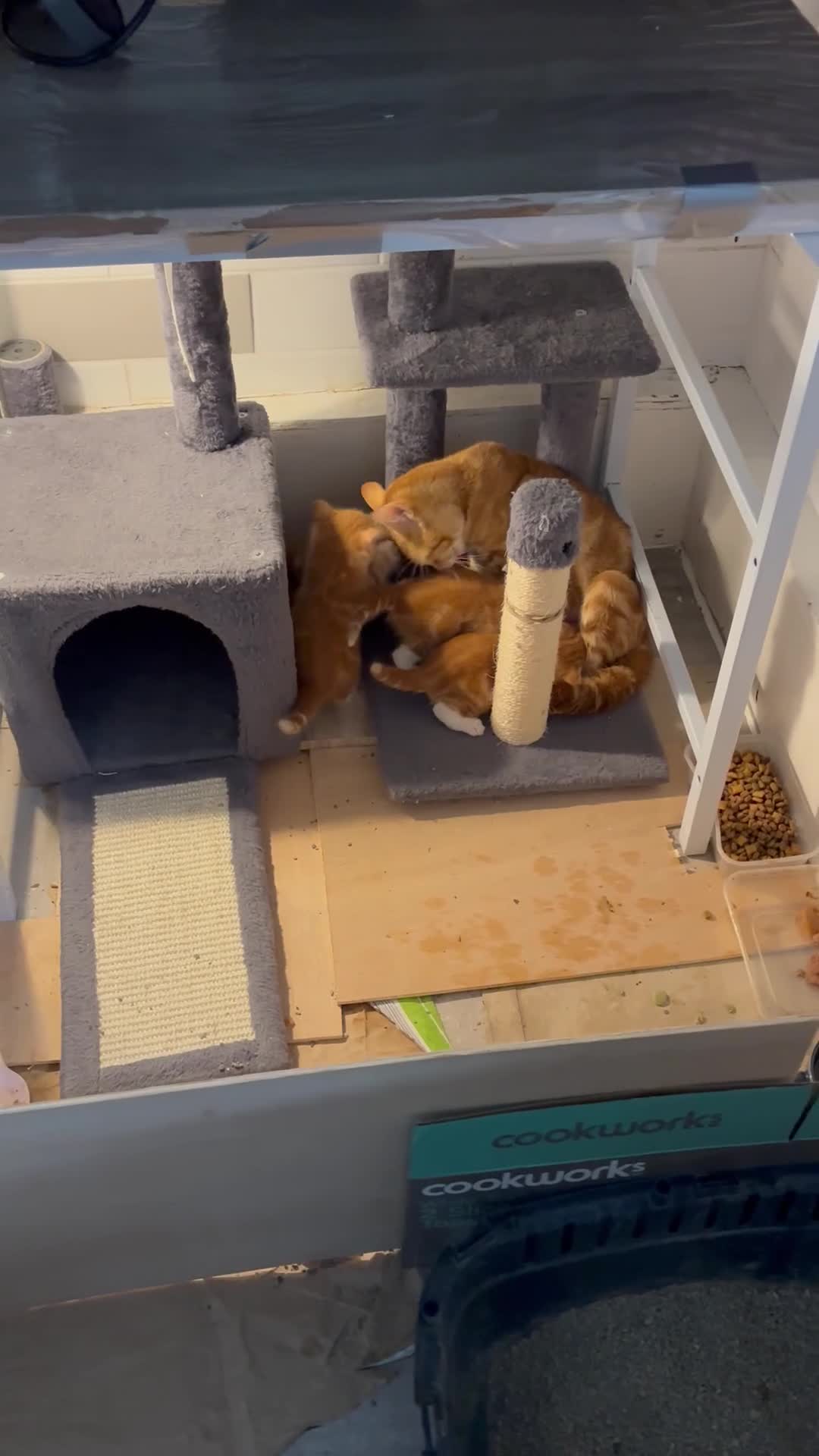 British Shorthair cats for sale: Ginger and white cats - Video 1