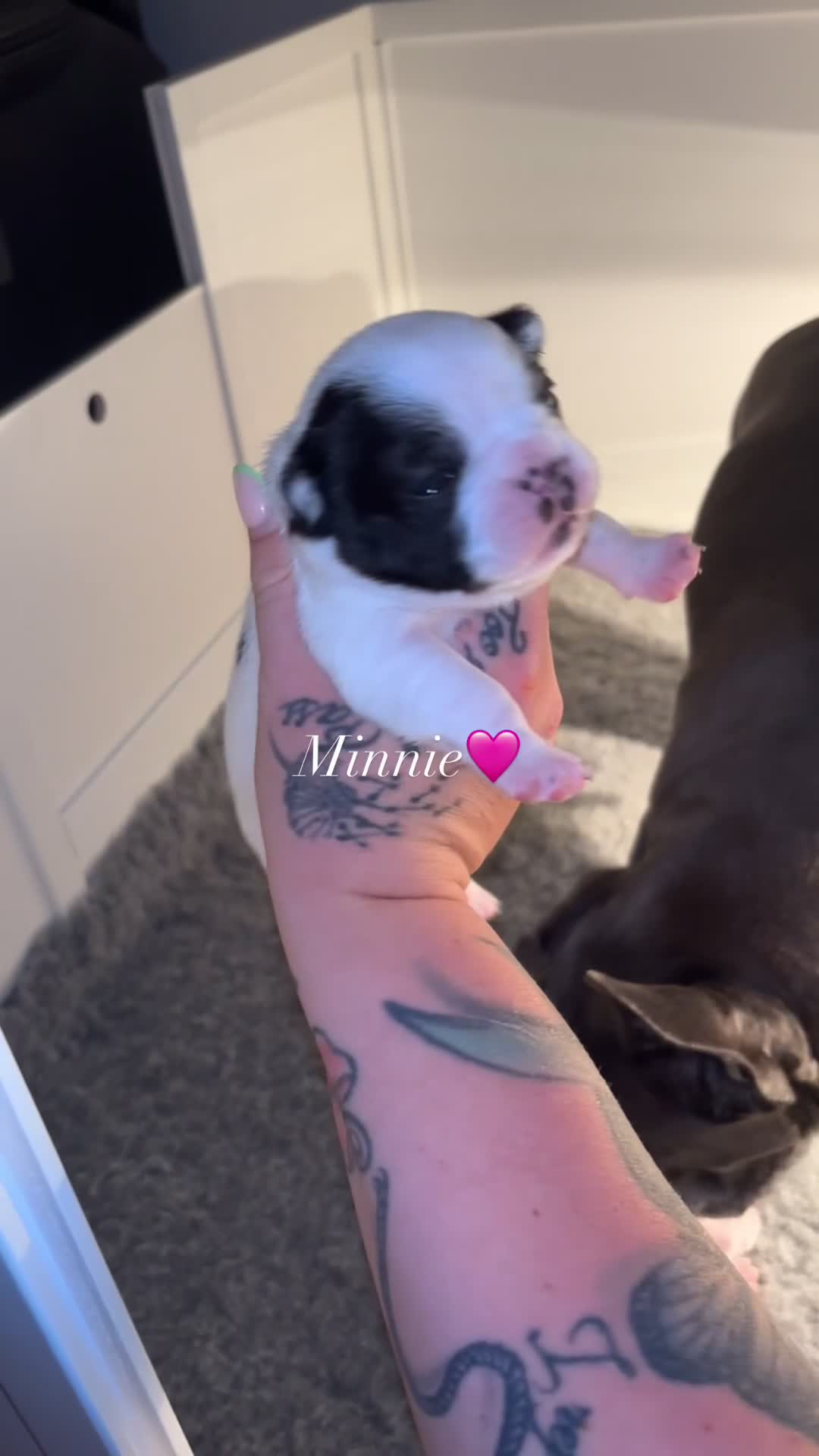 French Bulldog dogs for sale: Beautiful pied French bulldog puppies 🐾  - Video 2