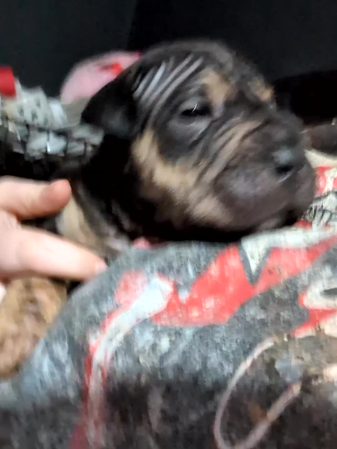 Mixed Breed dogs for sale: Shar pei cross cane corso - Video 3