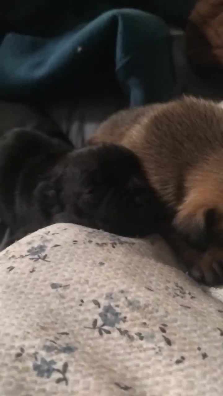 Mixed Breed dogs for sale: Fraffs  in Arundel - Video 3