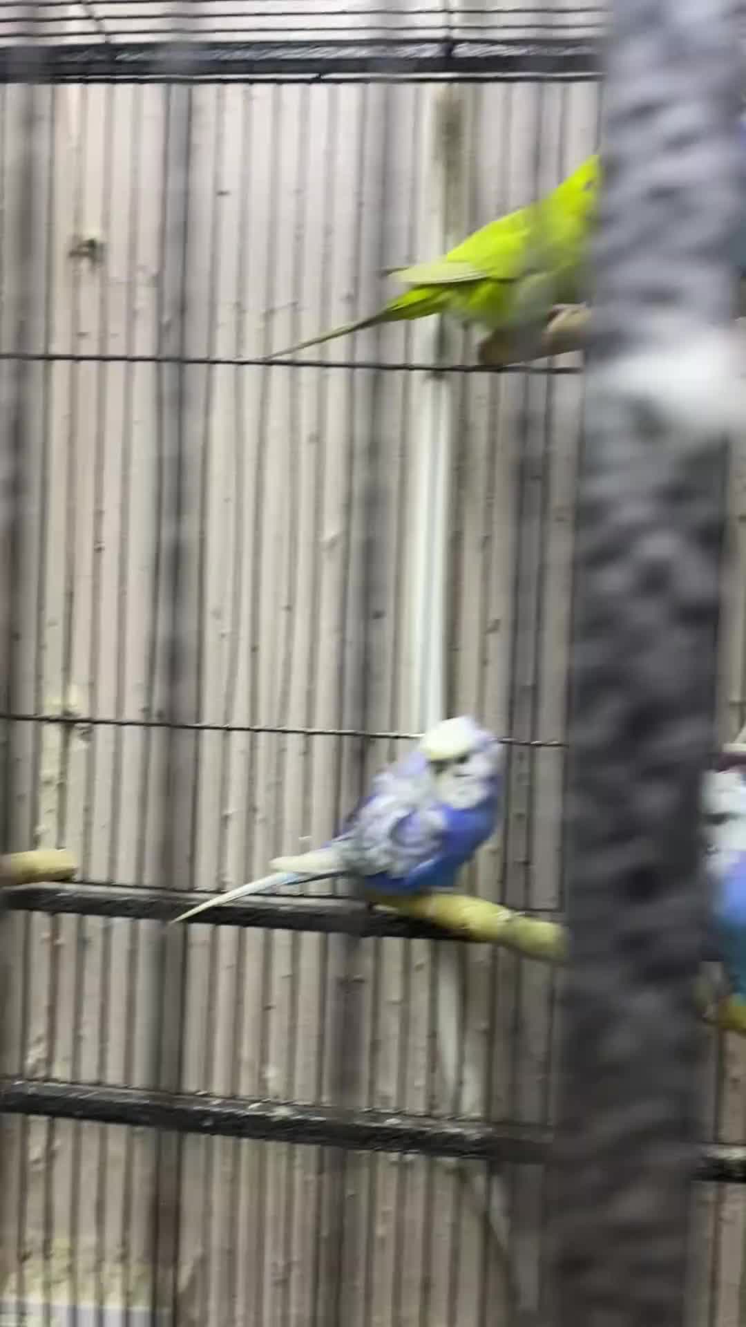 Budgerigars birds for sale: Young budgies for sale - Video 1