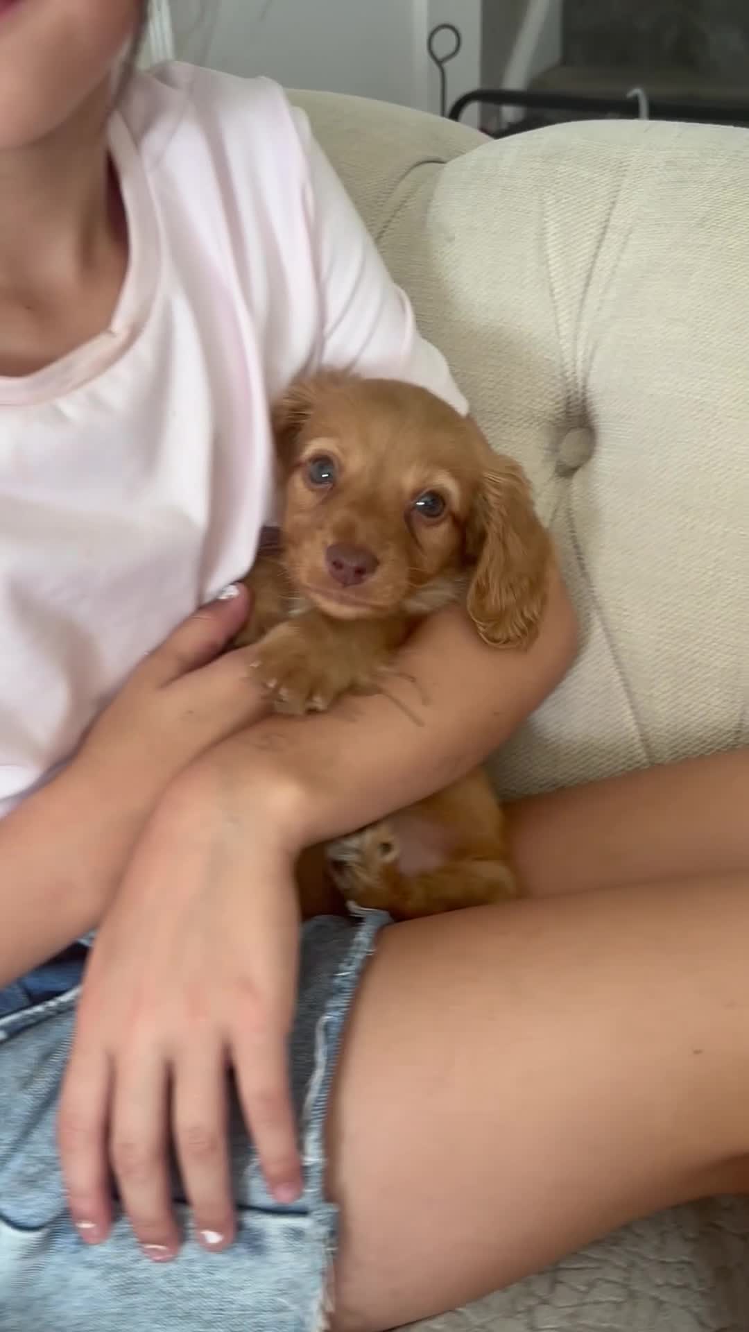 Miniature Dachshund dogs for sale: True miniature dachshund  - Video 1