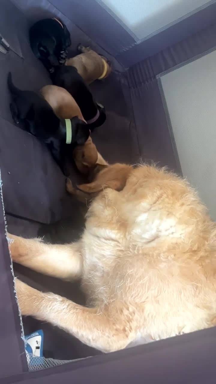 Mixed Breed dogs for sale: Canedoodle puppies £800 - Video 1