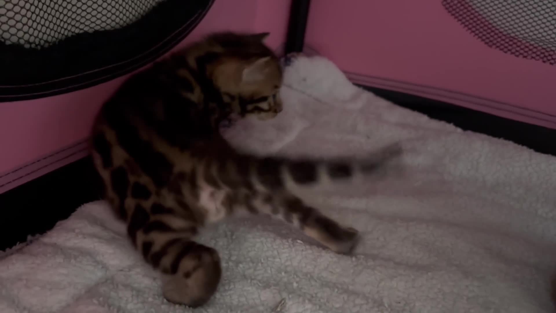Bengal cats for sale: Beautiful pedigree bengal kittens  - Video 3