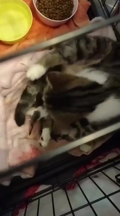 Mixed Breed cats for sale: Male kitten for sale  in Nottingham - Video 1