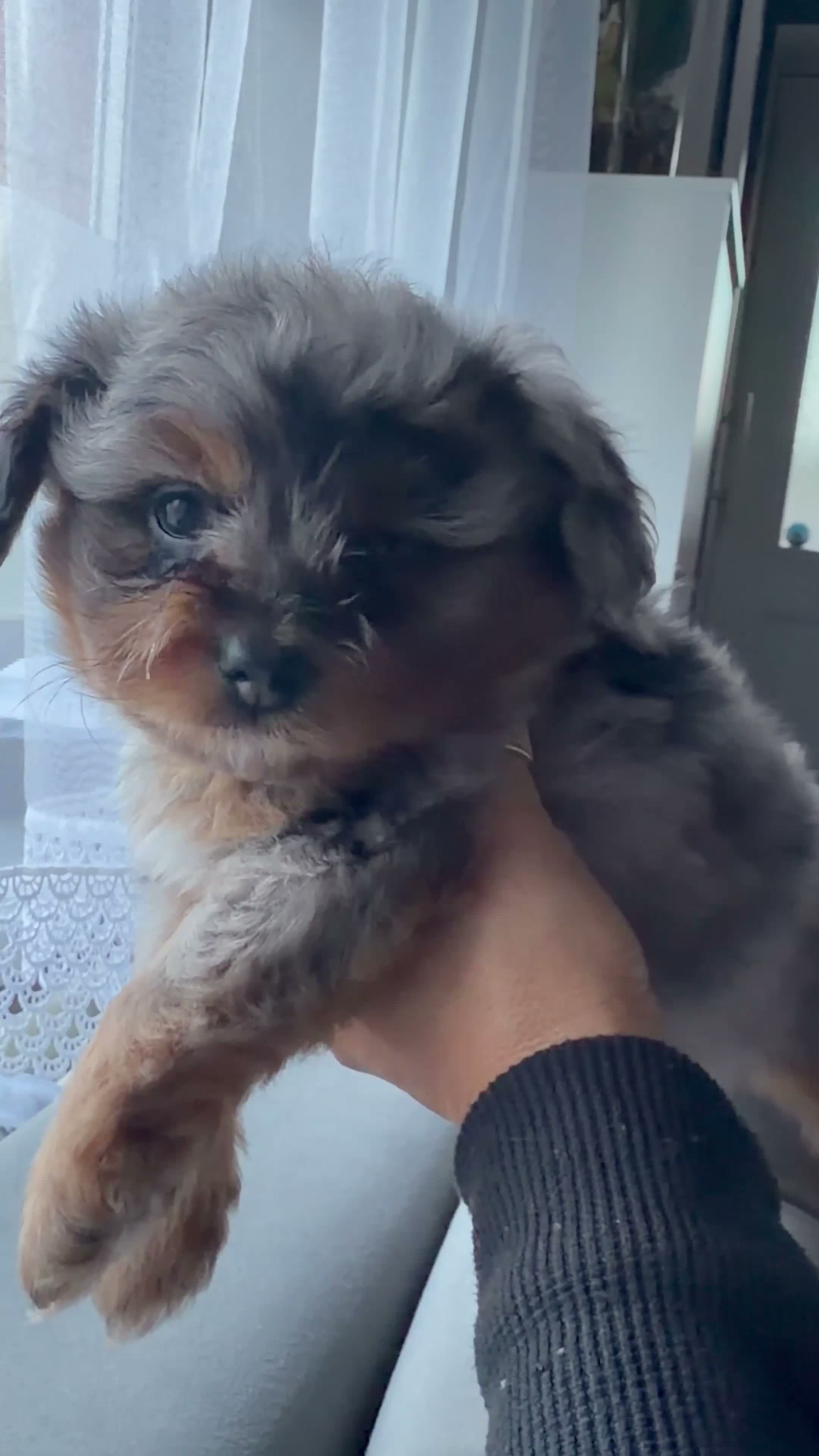 Pomapoo dogs for sale: Pomapoo - Video 3