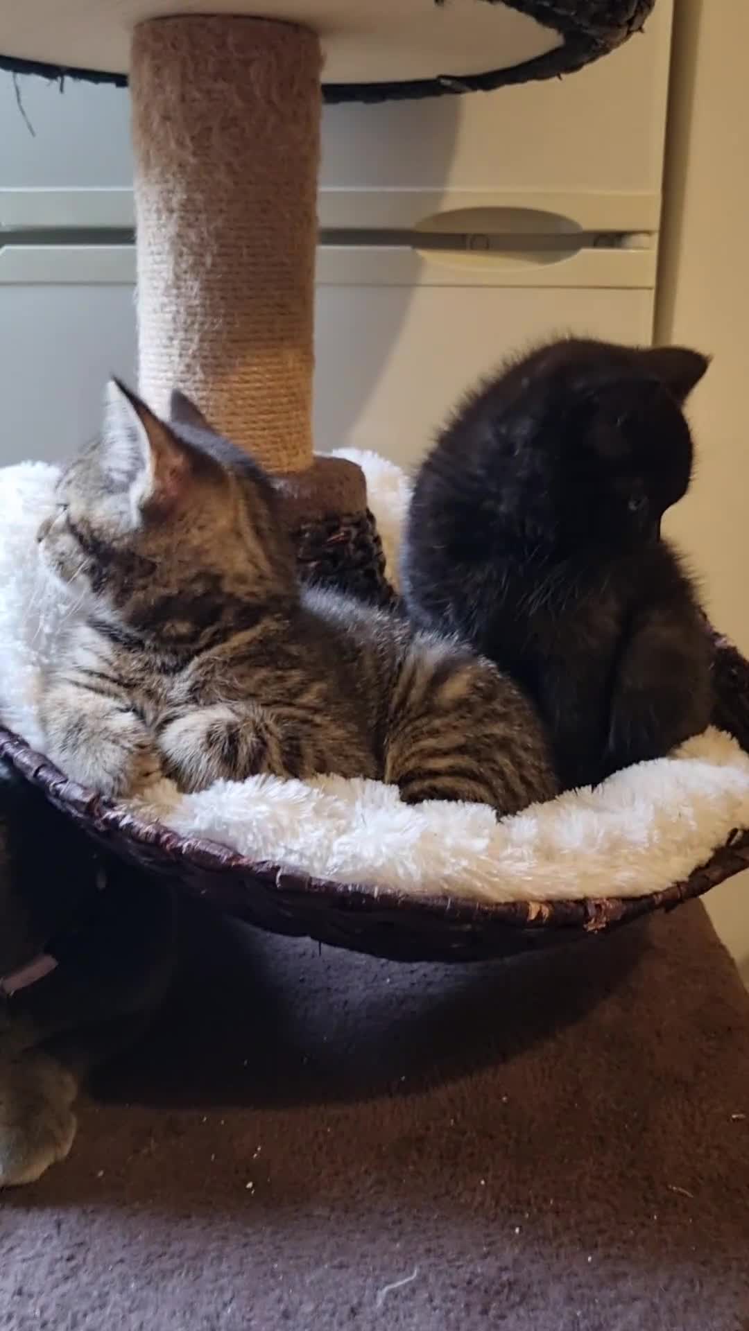 Mixed Breed cats for sale: Scottish, British and American short-haired  - Video 1