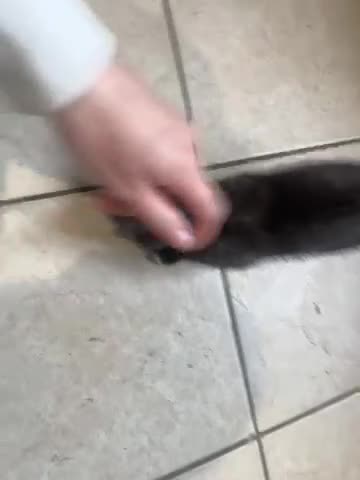 Mixed Breed cats for sale: Two beautiful female kittens in Torpoint - Video 1