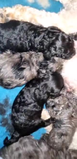 Miniature Poodle dogs for stud: Miniature poodle  in Wakefield - Video 1