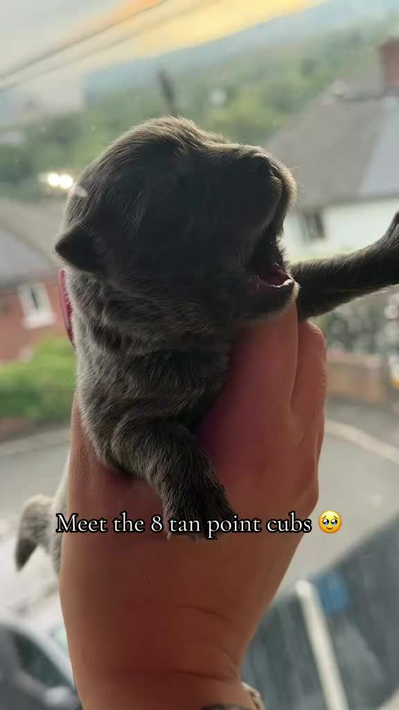 Chow Chow dogs for sale: TAN POINT CHOW CHOWS - Video 1