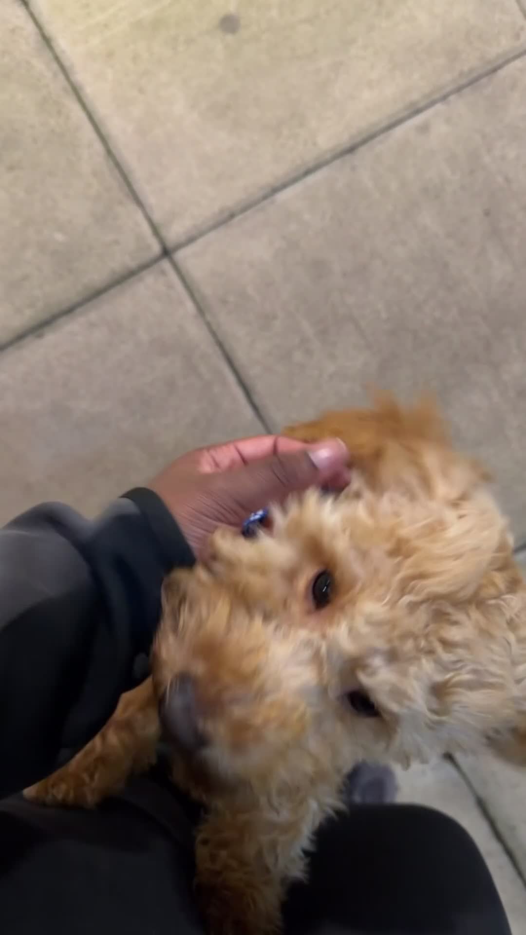 Cockapoo dogs for sale: Cockapoo puppy for sale (URGENT) - Video 1