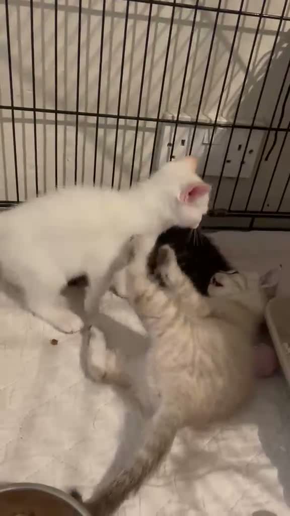 British Shorthair cats for sale: Beautiful, Loving Kittens - Video 3