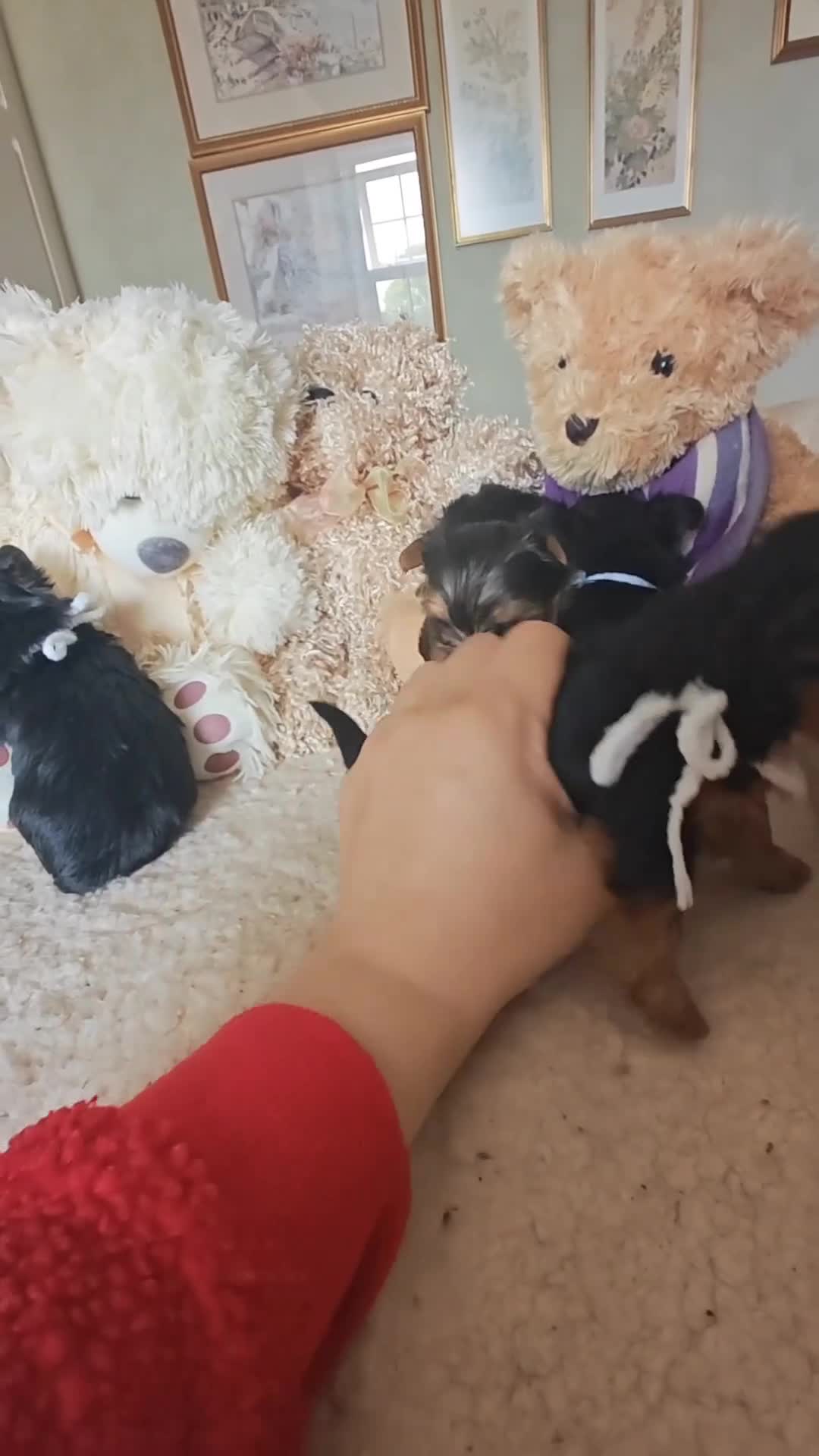 Yorkshire Terrier dogs for sale: Champion bloodline Yorkshire terrier puppies - Video 1