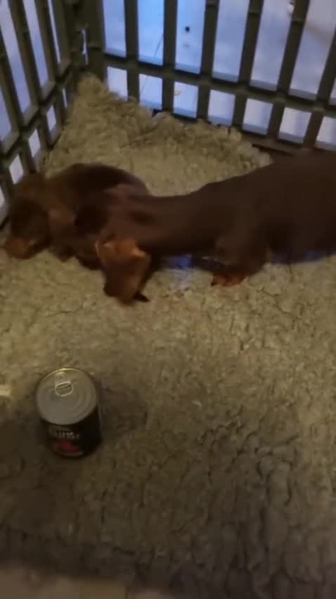 Miniature Dachshund dogs for sale: Last True Miniature PRA clear/KC Dachshunds   - Video 1
