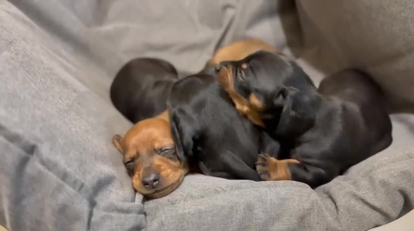 Dachshund dogs for sale: Miniature/standard dachshund puppies - Video 2