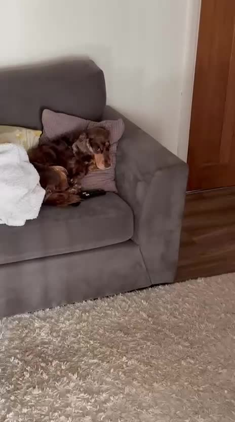 Cocker Spaniel dogs for adoption: ❤️🐶 DOLLY – A LITTLE SPANIEL GIRL in Burton-on-Trent - Video 1