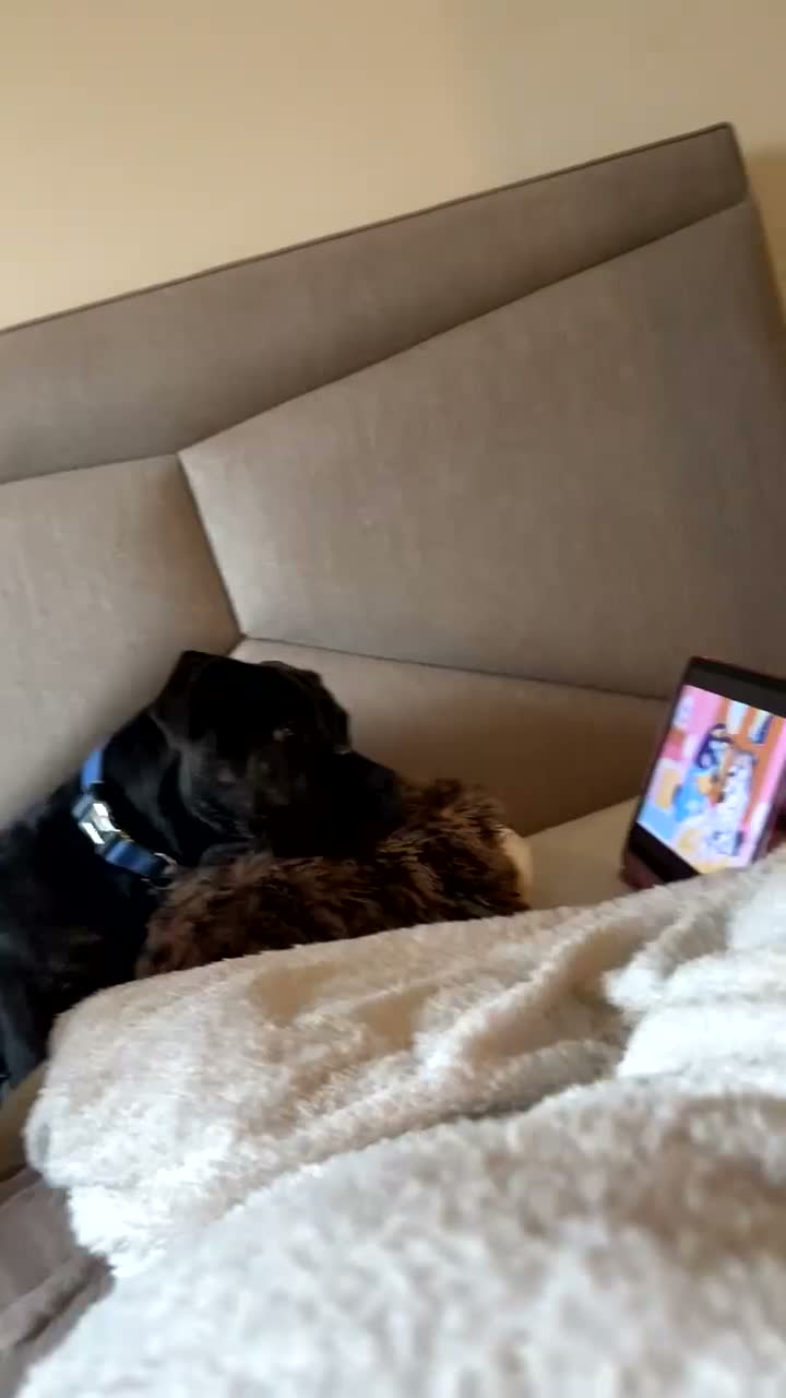 Mixed Breed dogs for sale: Cane corso x pressa canario in Fraserburgh - Video 1