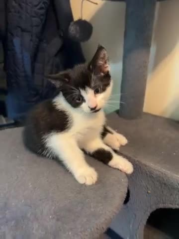 Mixed Breed cats for sale: Two girls ready to leave. - Video 1