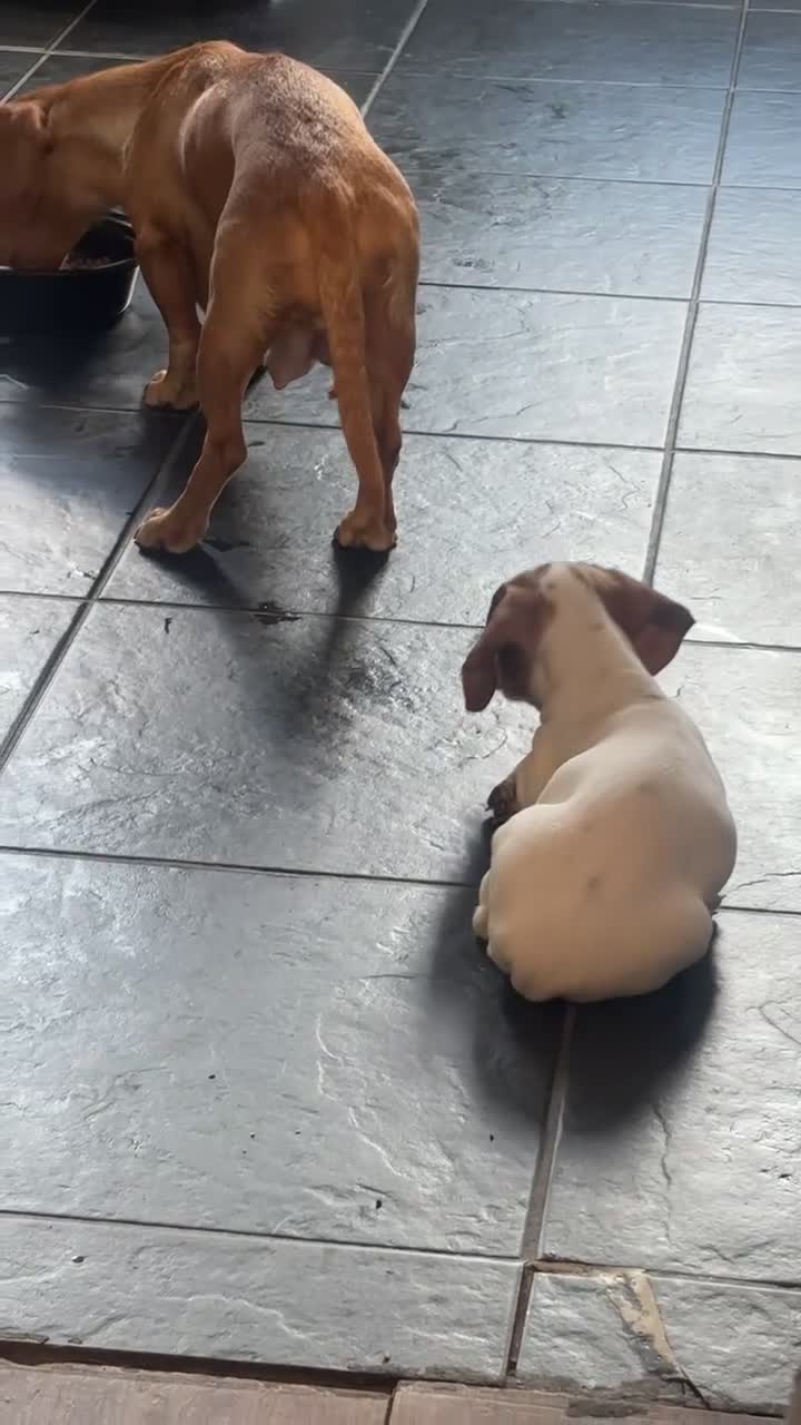 Miniature Dachshund dogs for sale: One last female left for her forever home - Video 4