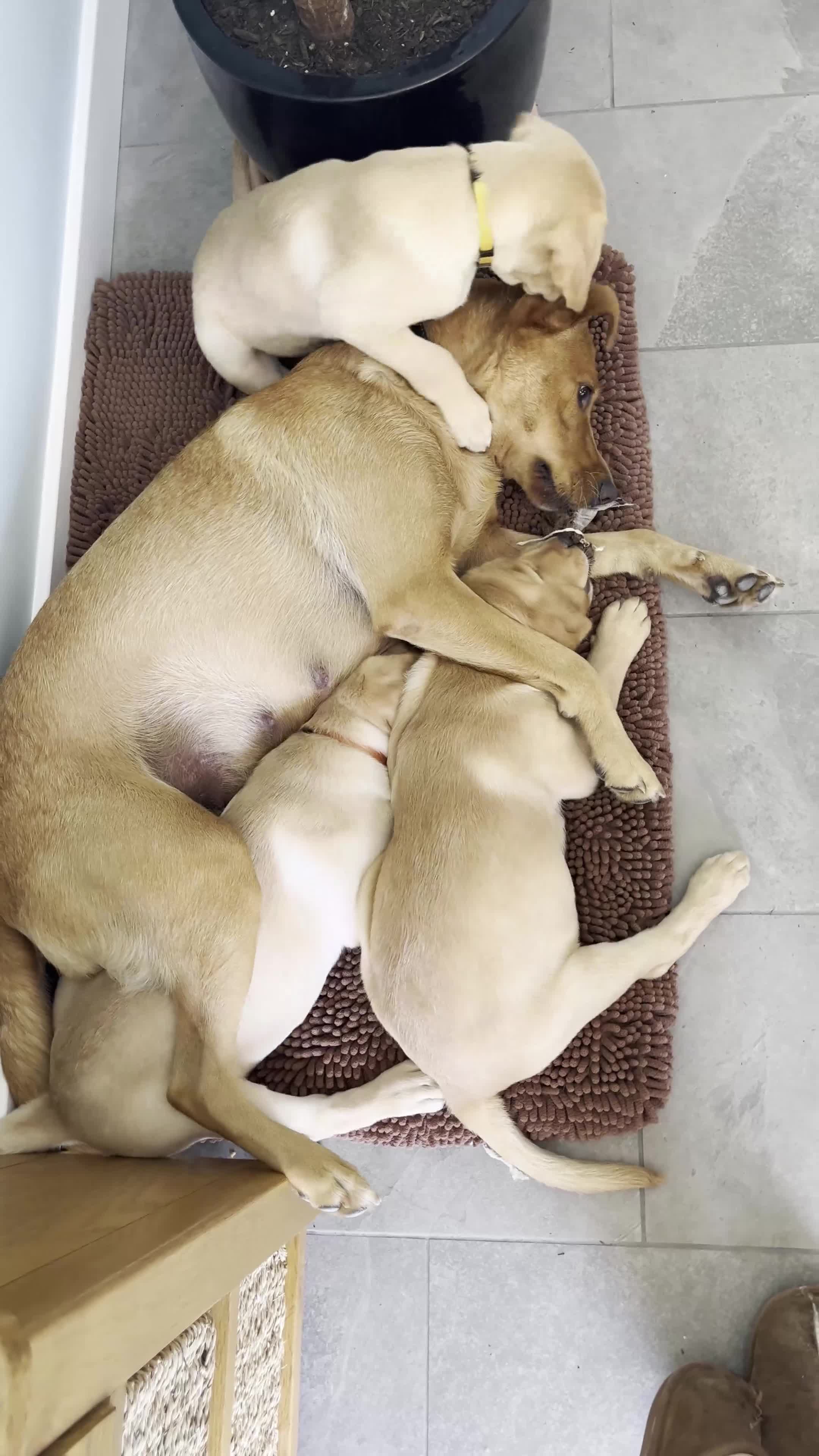 Labrador Retriever dogs for sale: Fox Red/Yellow working line Labrador puppies - Video 1